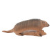 Longlife Armadillo